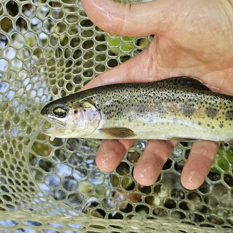 Rainbow Trout Rainbow Trout