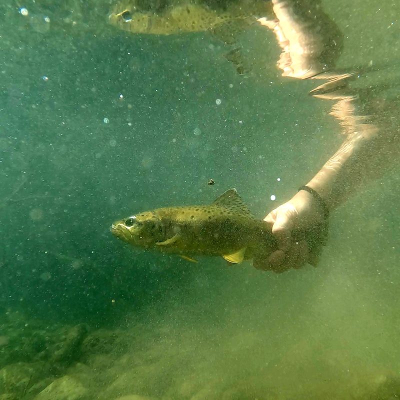 Native Brown Trout Native Brown Trout