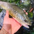 Marble trout Trentino