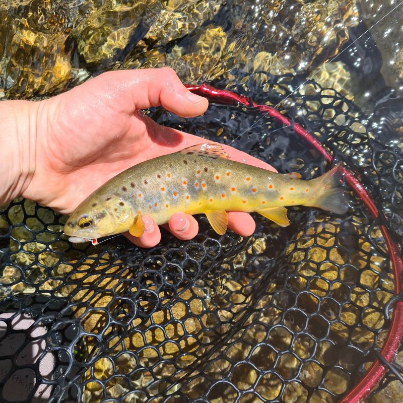 brown trout trentino brown trout trentino