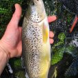 Marble trout trentino