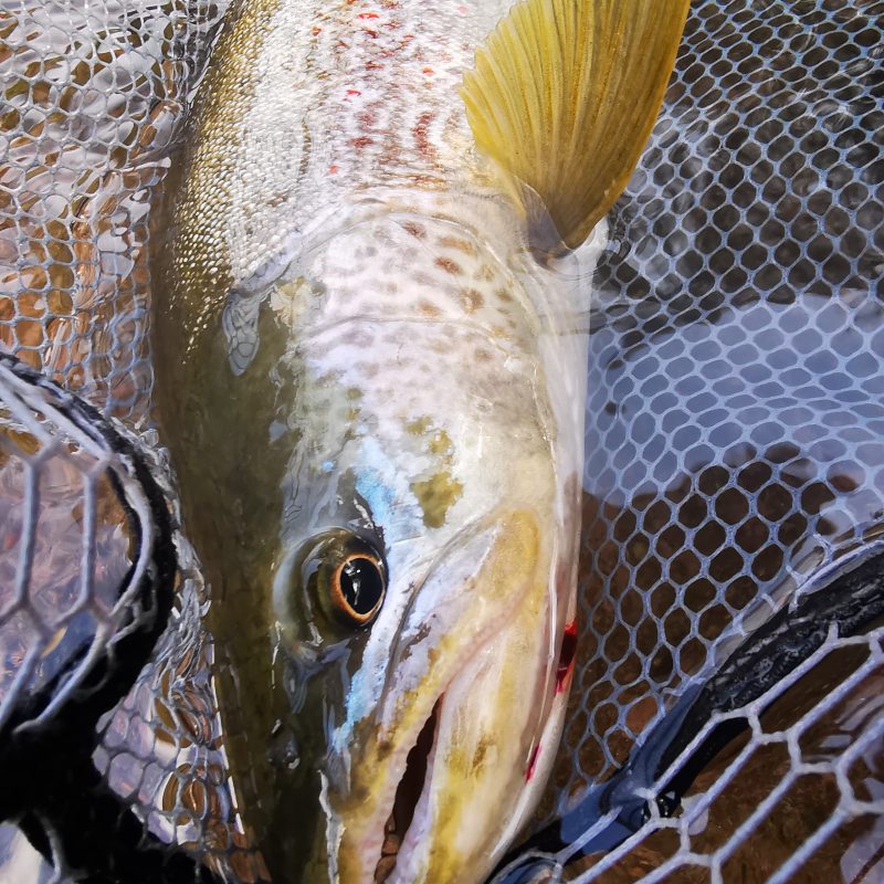 Marble trout Trentino