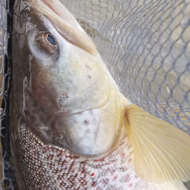 Marble trout Trentino