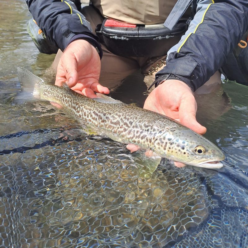 Marble trout Trentino