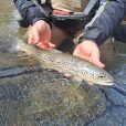 Marble trout Trentino
