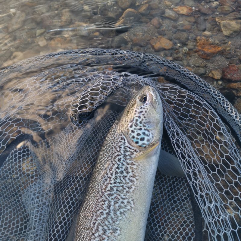 Marble trout Trentino