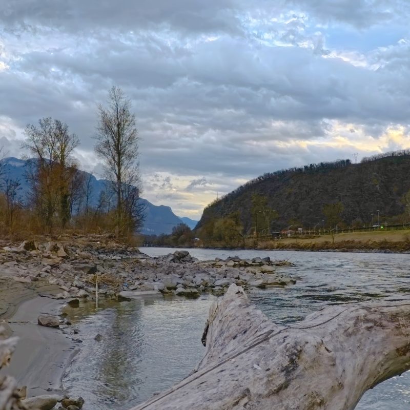 river adige marble trout
