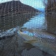 river adige brown trout