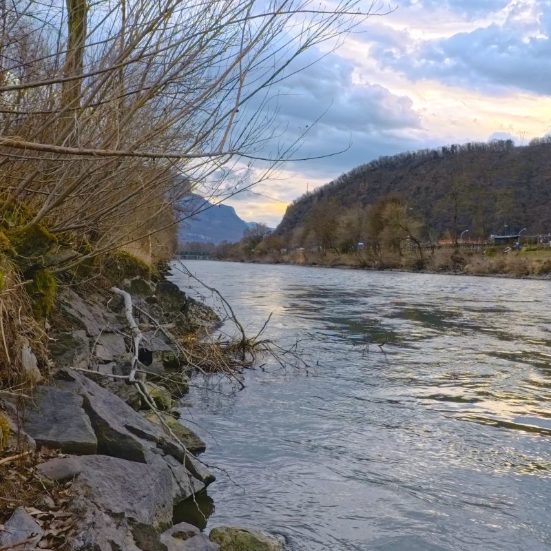 river adige marble trout