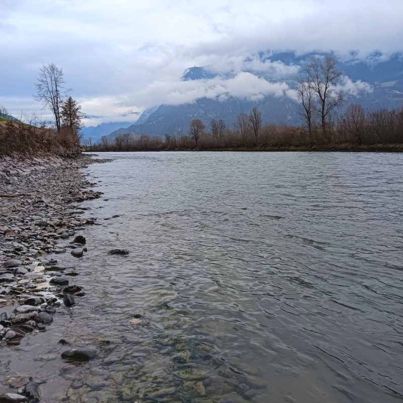 river adige marble trout
