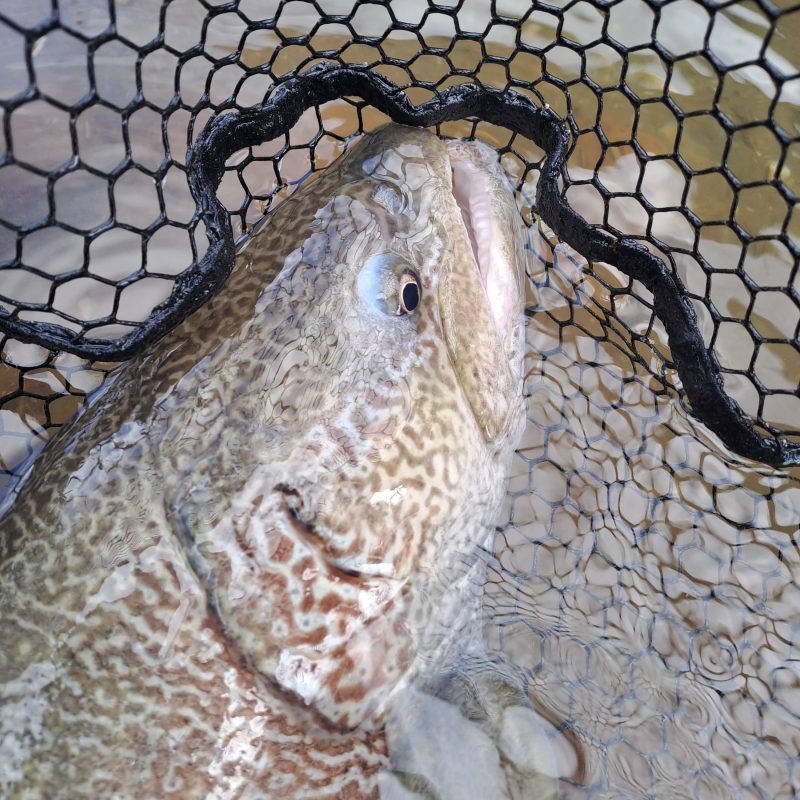river adige marble trout
