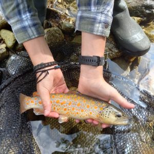 Mountain Stream Flyfishing - River Sesia's Tributary