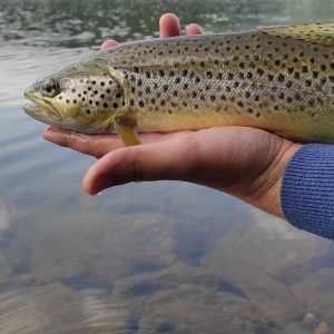 Spinning for Trout on Sila Mountains - Near Cosenza
