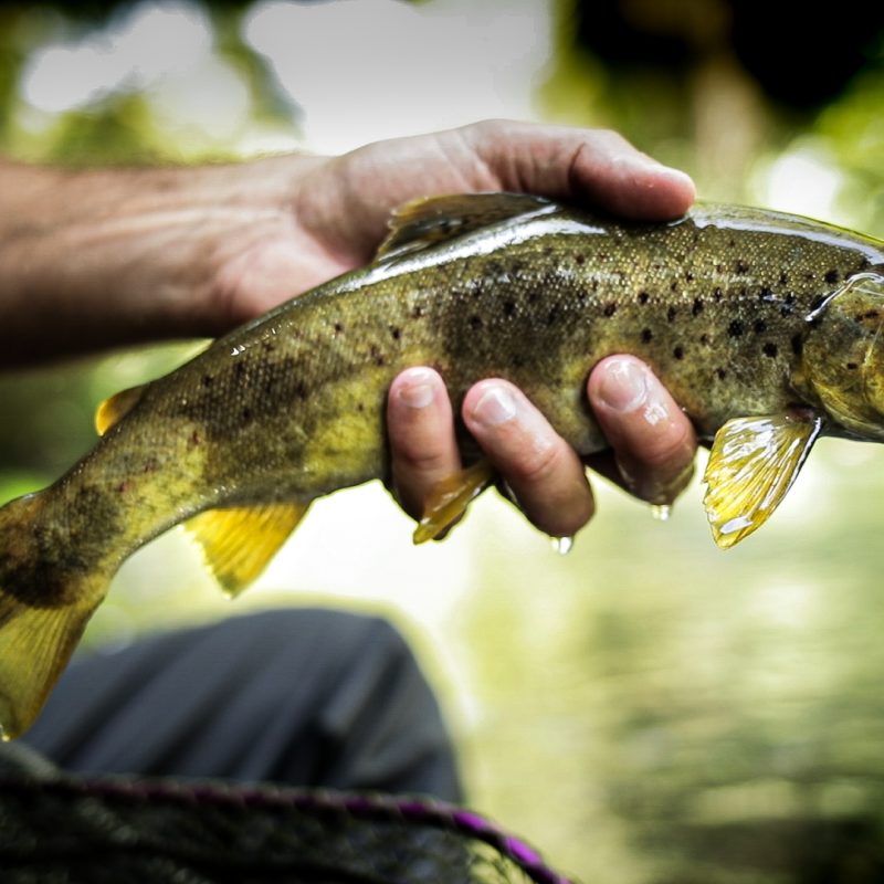 Native Brown Trout Native Brown Trout