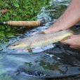 brown trout italy