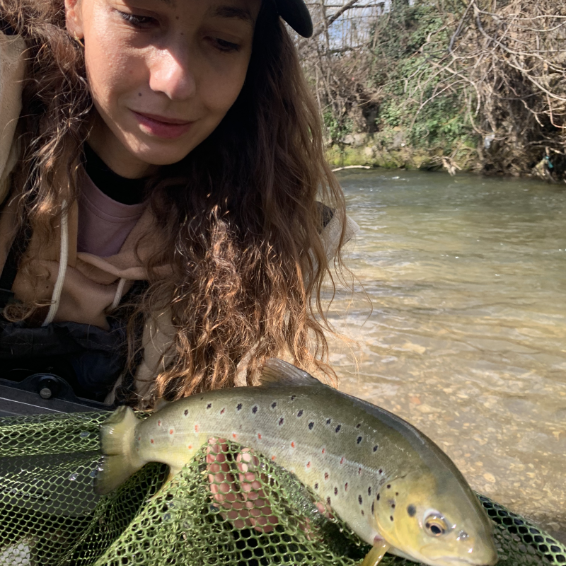 brown trout italy brown trout italy
