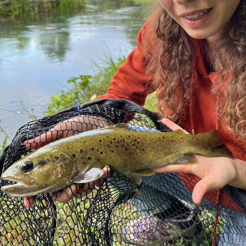Native Brown Trout Native Brown Trout