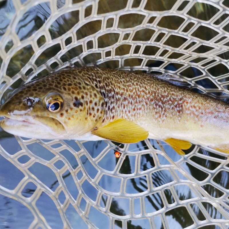 Flyfishing Trentino Flyfishing Trentino