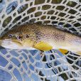 Flyfishing Trentino