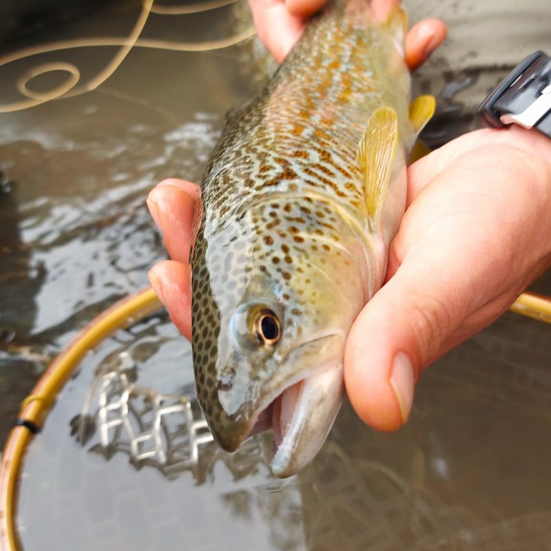 Flyfishing Trentino Flyfishing Trentino