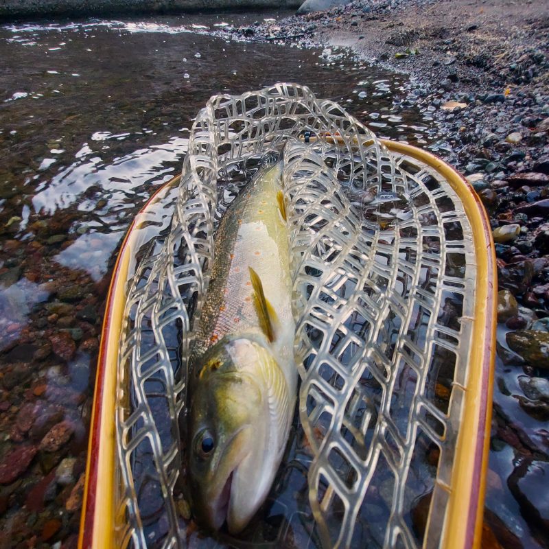 Flyfishing Trentino Flyfishing Trentino
