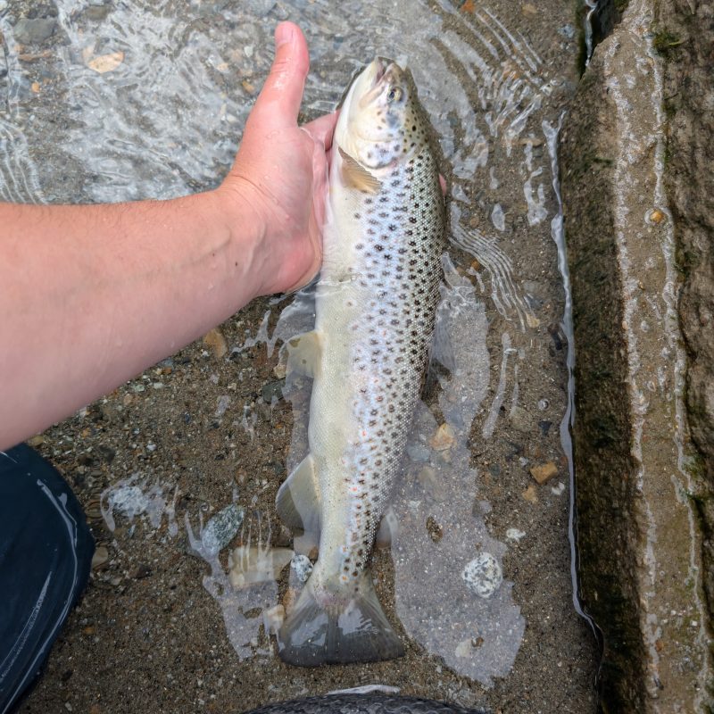 Fishing Ponte di Legno Fishing Ponte di Legno