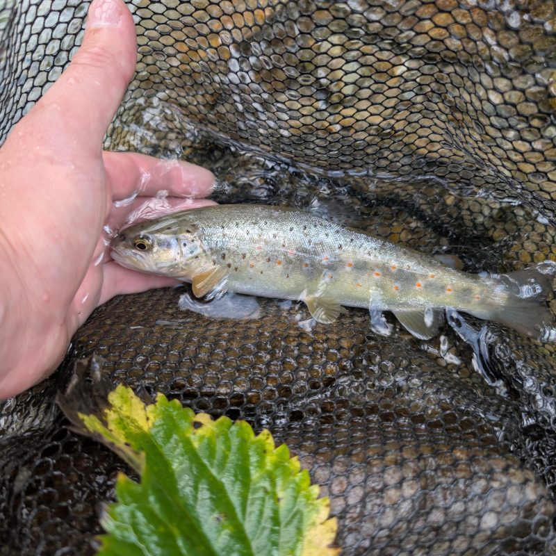 Fishing Ponte di Legno Fishing Ponte di Legno
