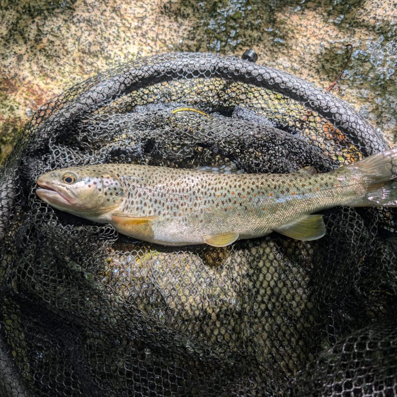 Fishing Ponte di Legno Fishing Ponte di Legno