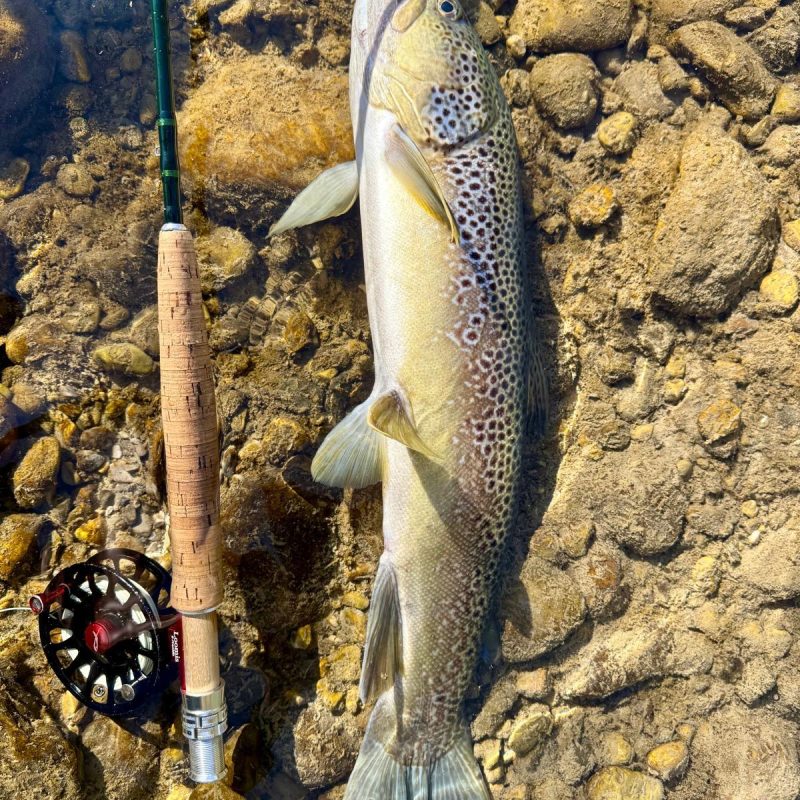 Wild brown Trout caught in lower river Sarca Wild brown Trout caught in lower river Sarca
