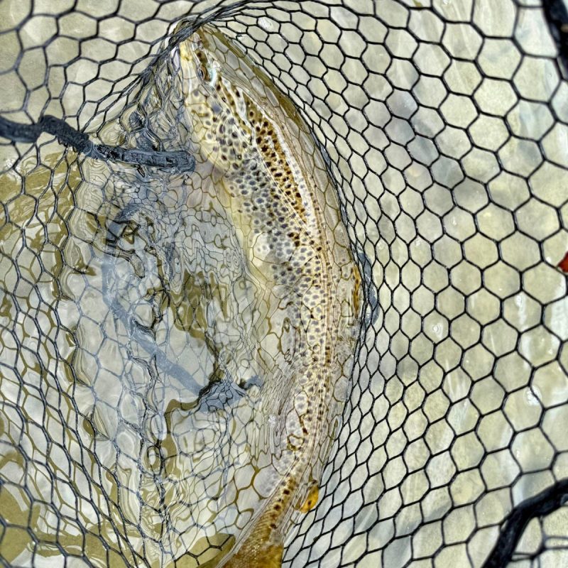 Wild brown trout caught in river Sarca Wild brown trout caught in river Sarca
