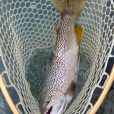 big Brown Trout caught in River Sarca