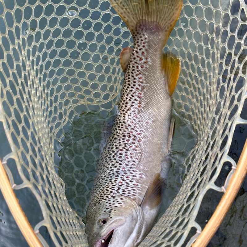 big Brown Trout caught in River Sarca big Brown Trout caught in River Sarca
