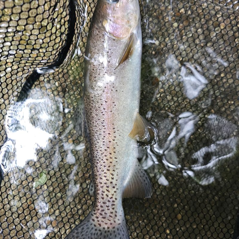 Rainbow trout Sicily