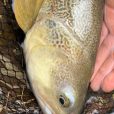 Spinning marble trout Italian Alps