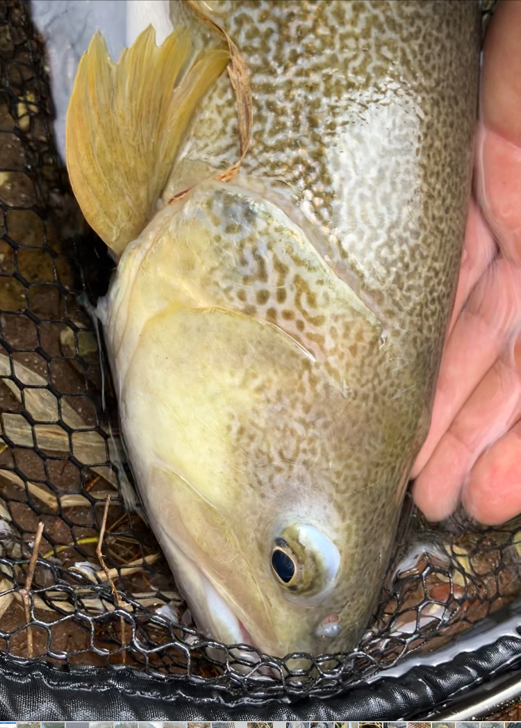 Spinning marble trout Italian Alps Spinning marble trout Italian Alps