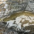 Italian Alps predator fishing
