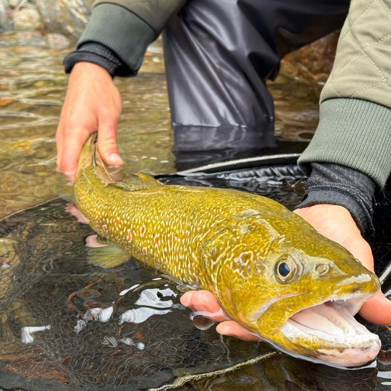 marble trout fishing river sesia italy marble trout fishing river sesia italy