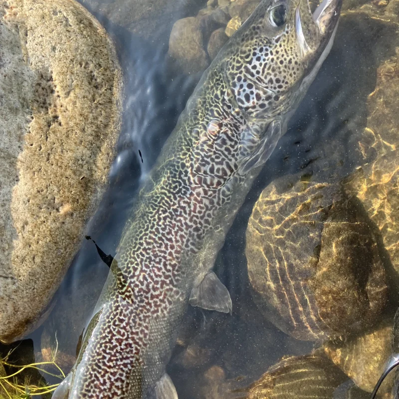 Guided trout fishing River Sesia Guided trout fishing River Sesia
