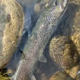 Guided trout fishing River Sesia